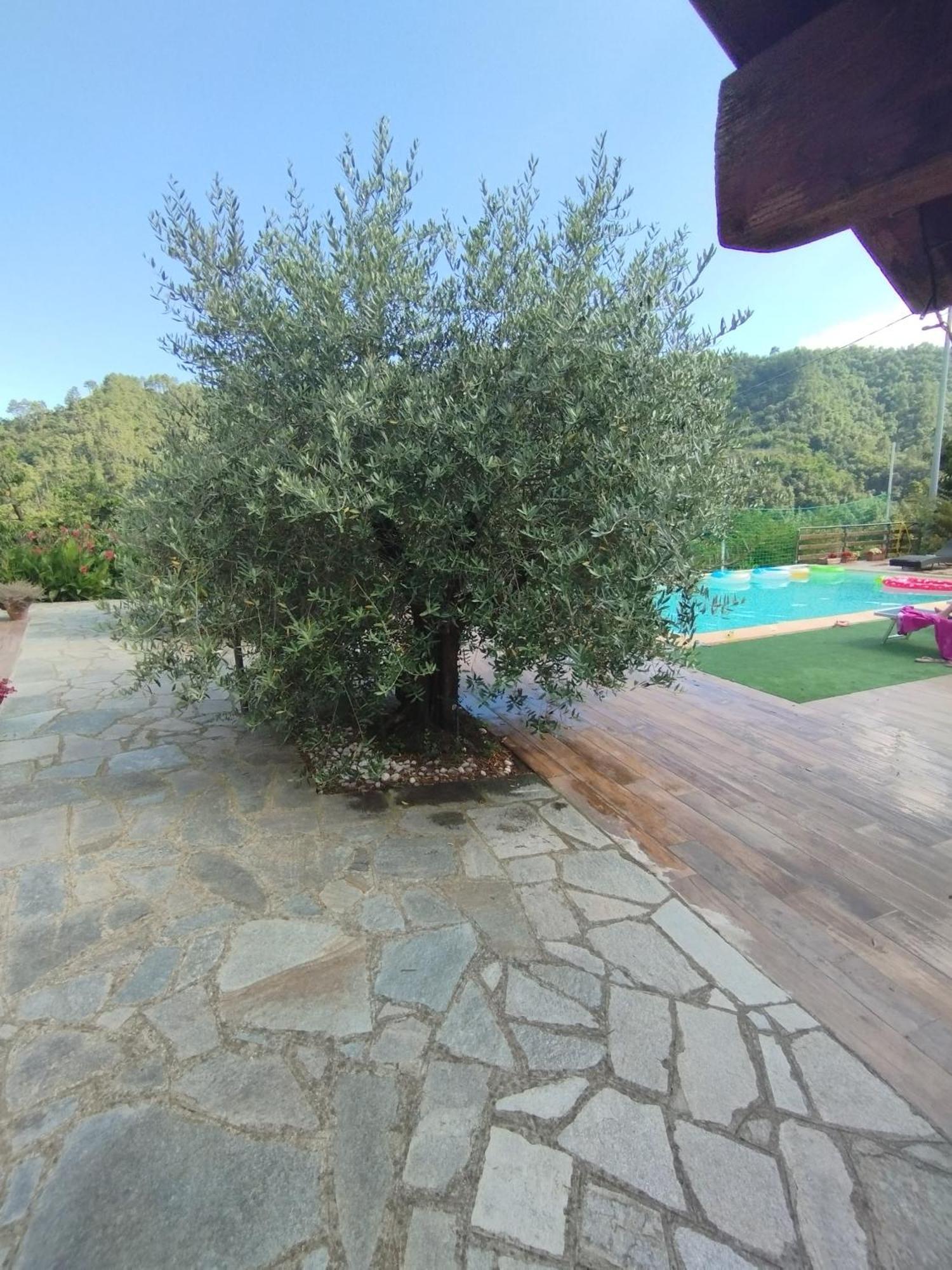 Villa Degli Ulivi Tivegna 外观 照片